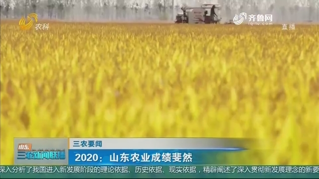 【三农要闻】2020：山东农业成绩斐然