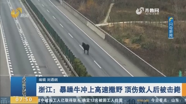 浙江：暴躁牛冲上高速撒野 顶伤数人后被击毙