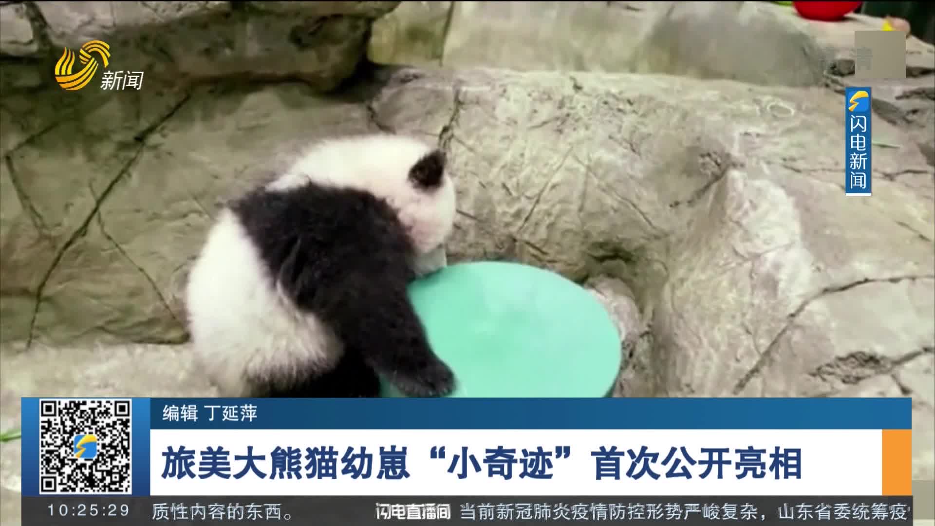 旅美大熊猫幼崽“小奇迹”首次公开亮相