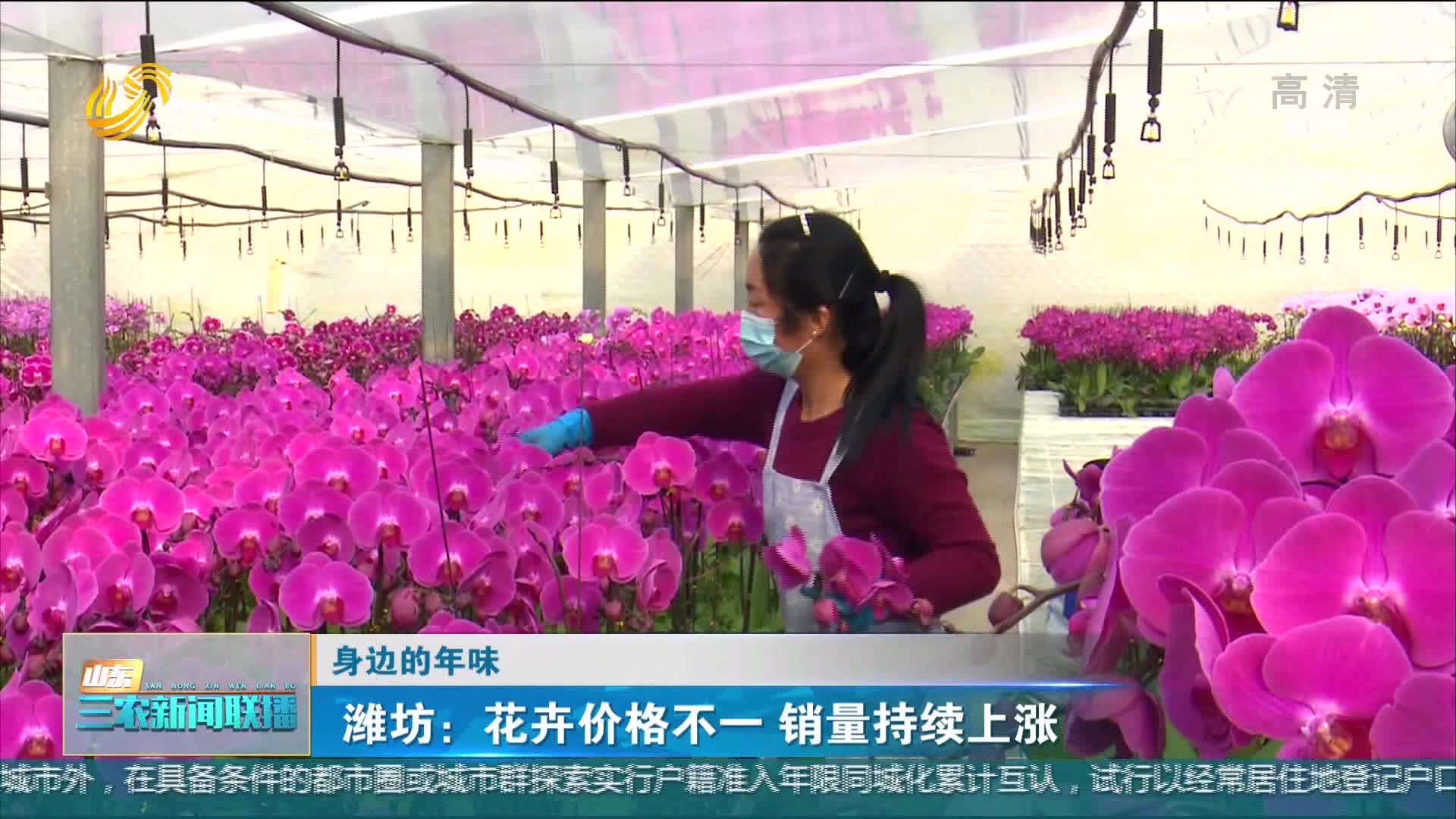 【身边的年味】潍坊：花卉价格不一 销量持续上涨