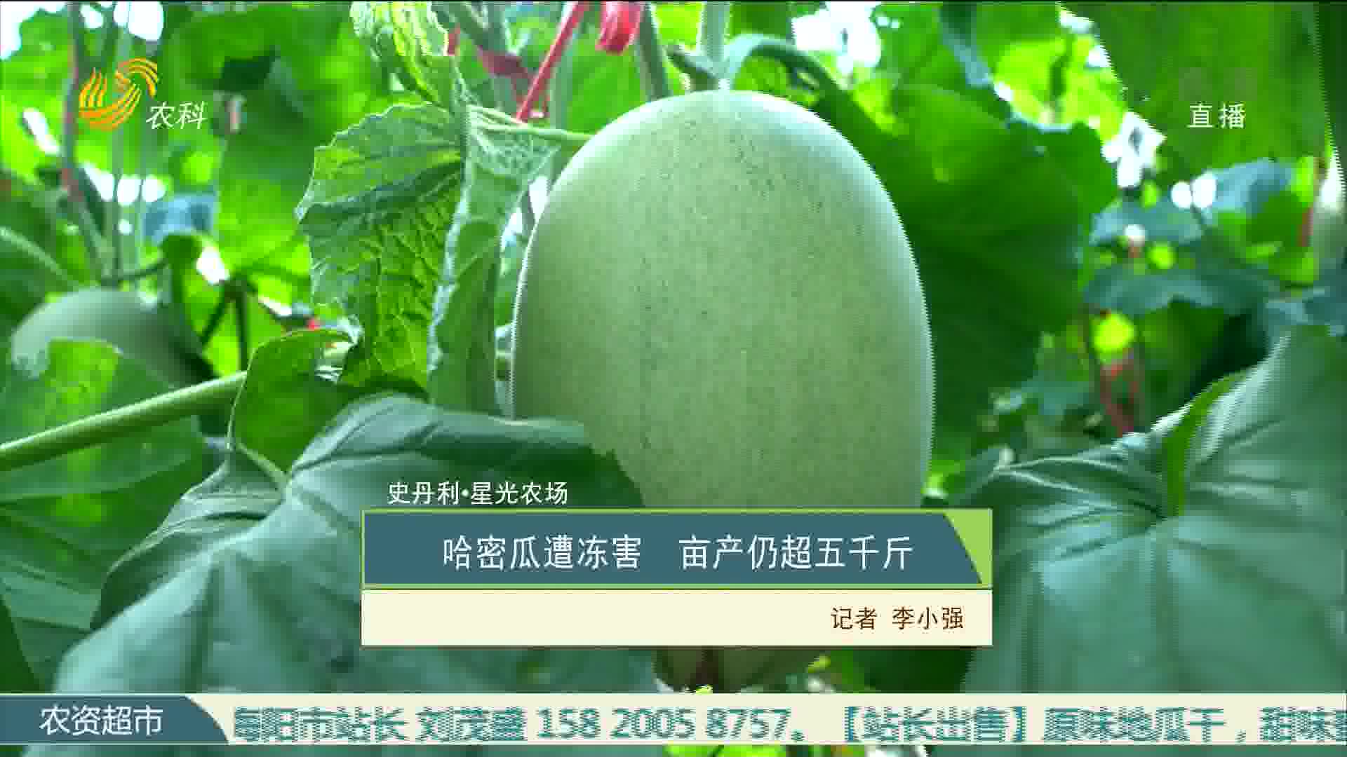 【史丹利·星光农场】哈密瓜遭冻害 亩产仍超五千斤