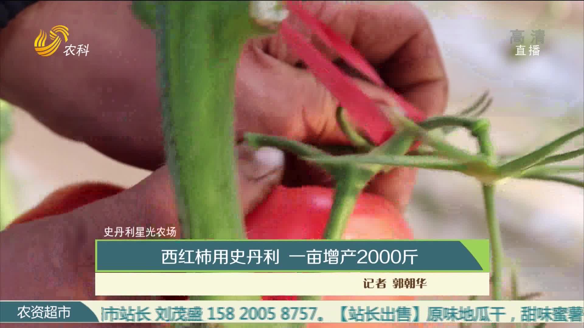 【史丹利星光农场】西红柿用史丹利 一亩增产2000斤