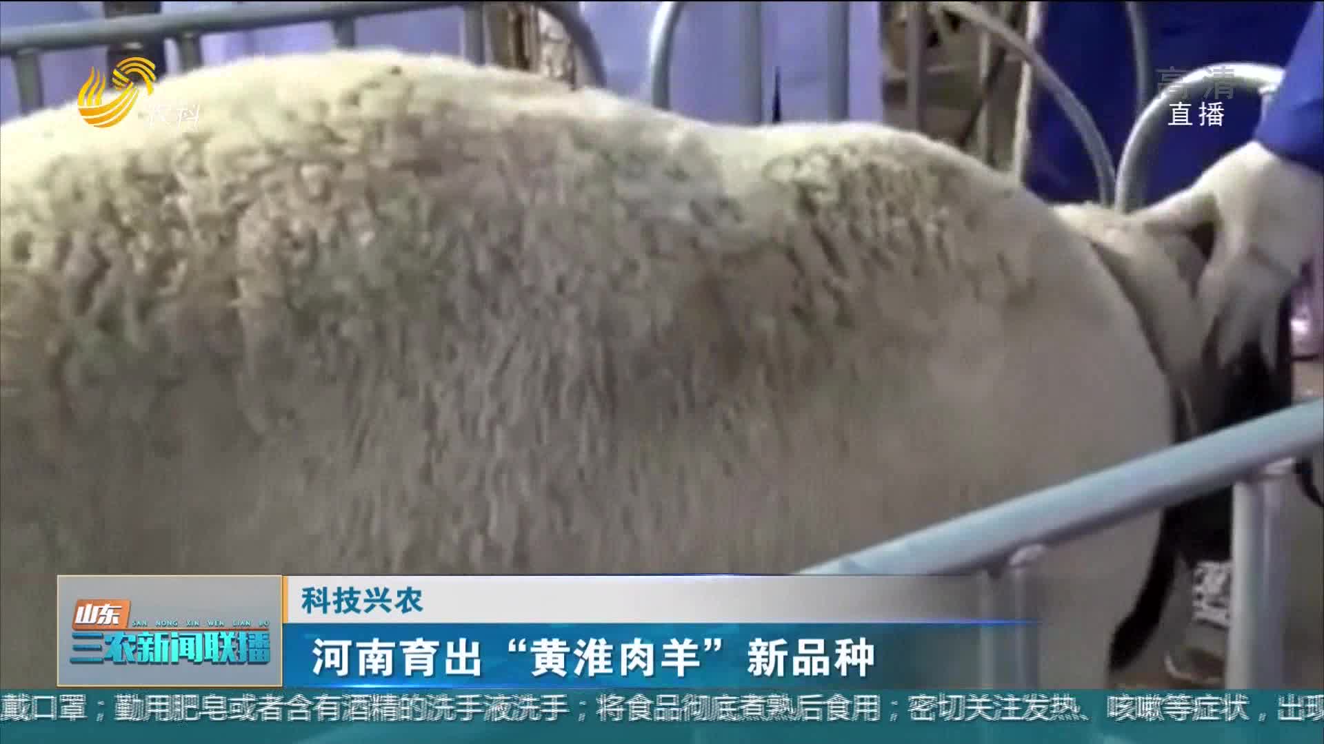 【科技兴农】河南育出“黄淮肉羊”新品种