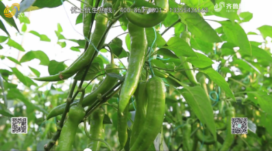 【优土优生】聚谷氨酸生物肥 让辣椒提前十天上市