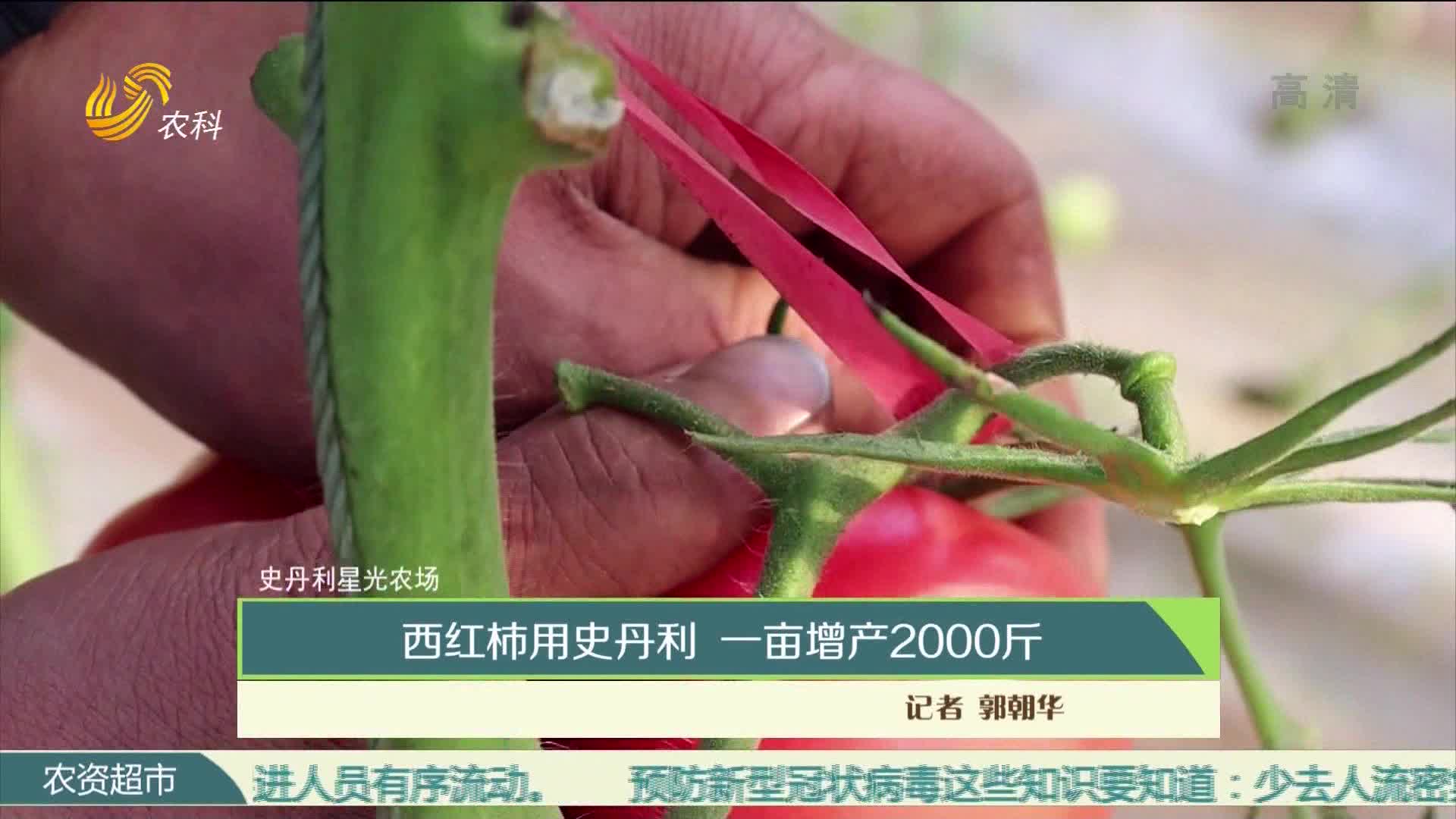 【史丹利·星光农场】西红柿用史丹利 一亩增产2000斤