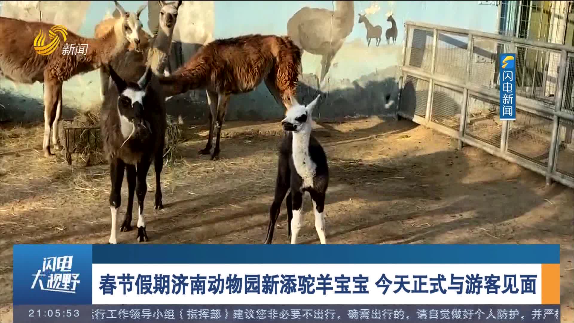 春节假期济南动物园新添驼羊宝宝 今天正式与游客见面
