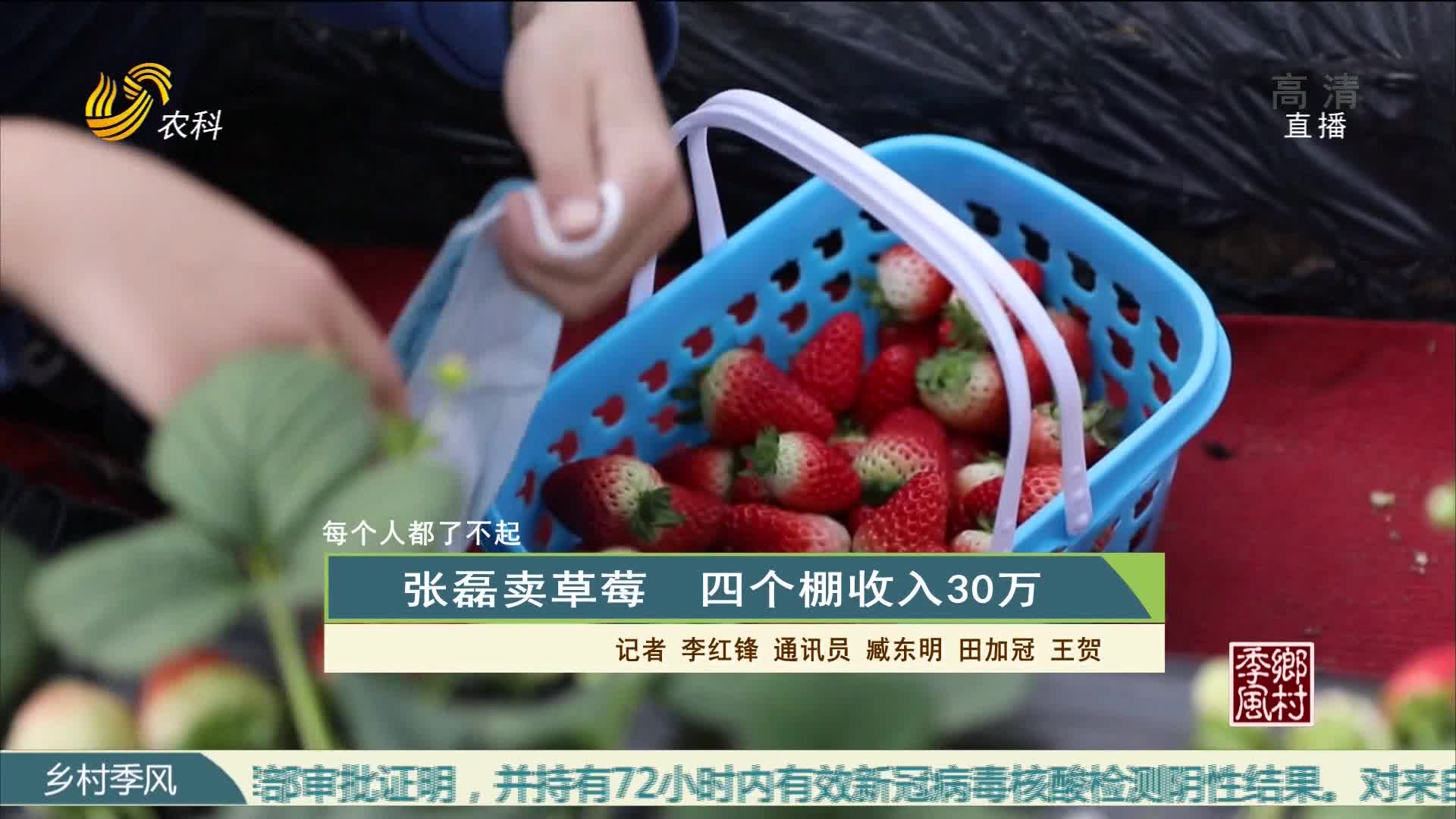 【每个人都了不起】张磊卖草莓 四个棚收入30万
