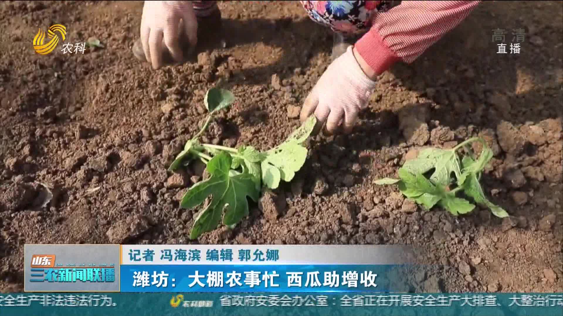 【春季农业生产】潍坊：大棚农事忙 西瓜助增收