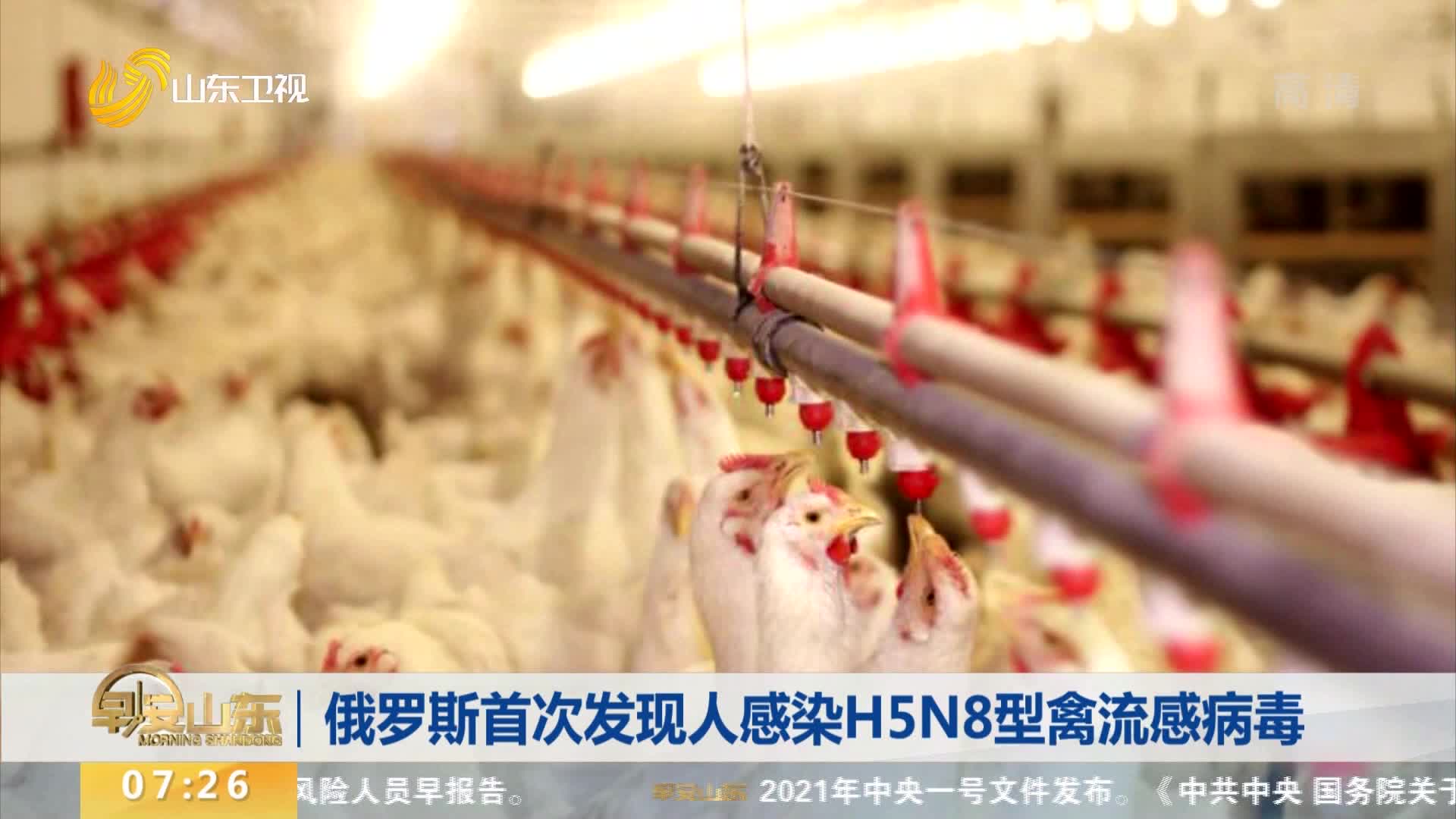 俄罗斯首次发现人感染H5N8型禽流感病毒