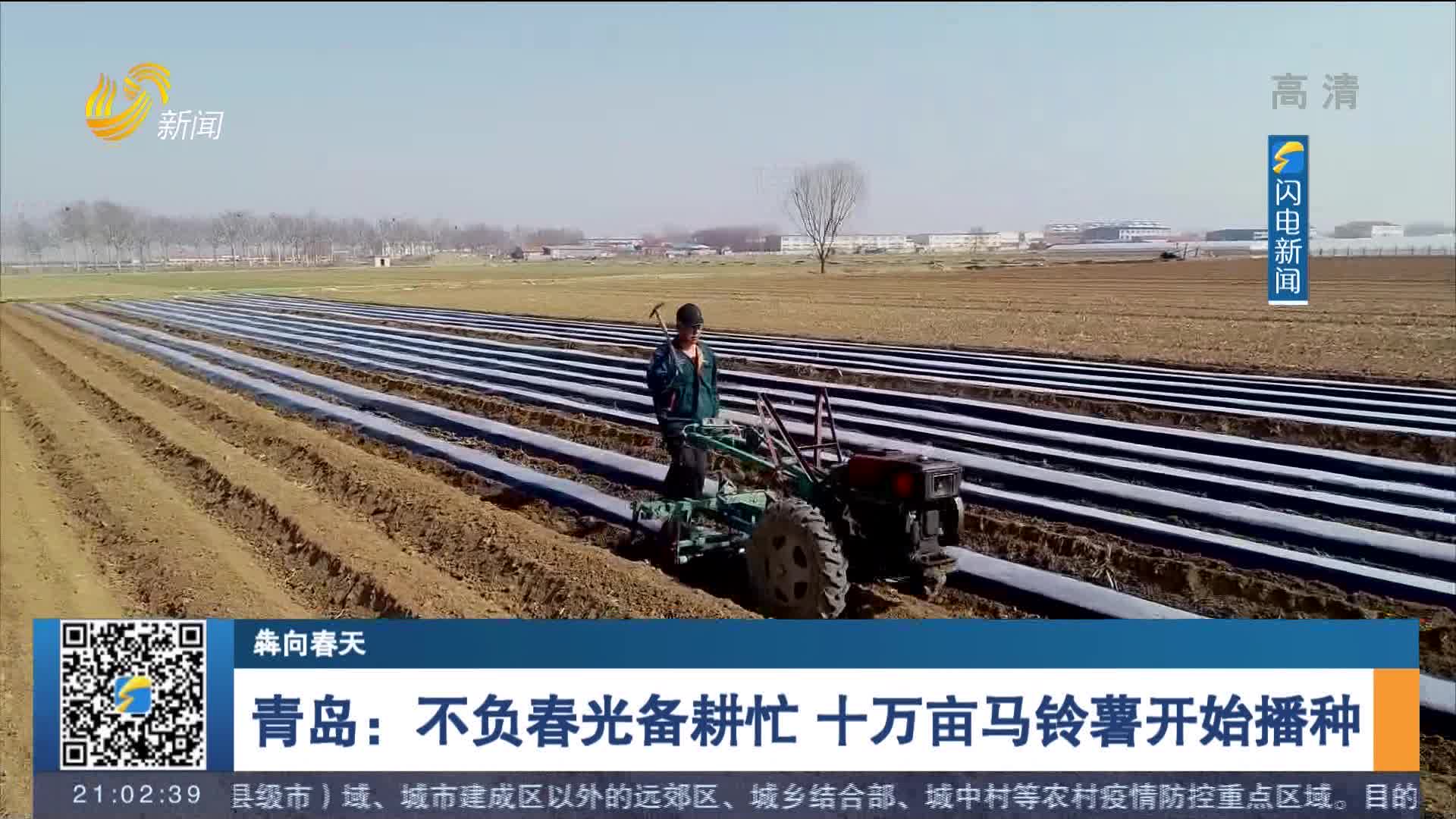 【犇向春天】青岛：不负春光备耕忙 十万亩马铃薯开始播种