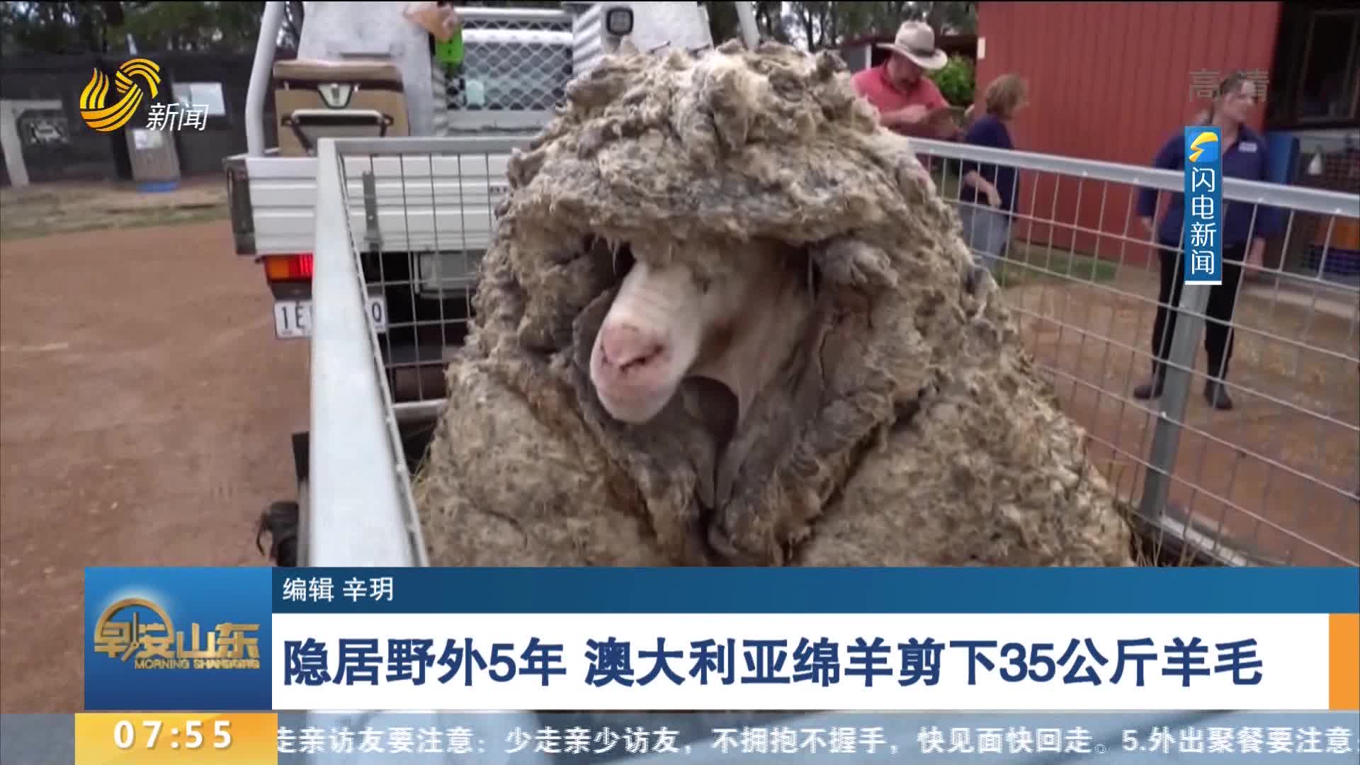 隐居野外5年 澳大利亚绵羊剪下35公斤羊毛