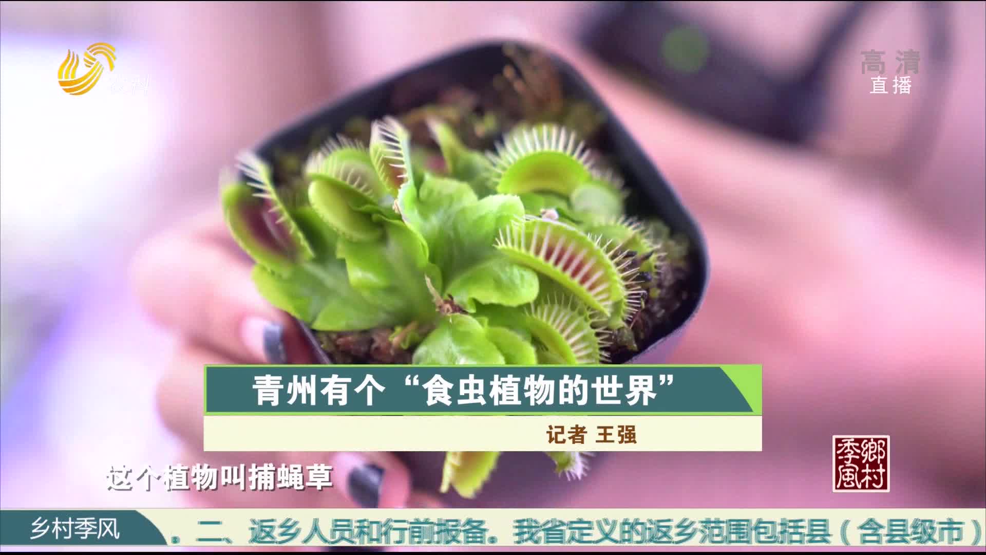 青州有个“食虫植物的世界”