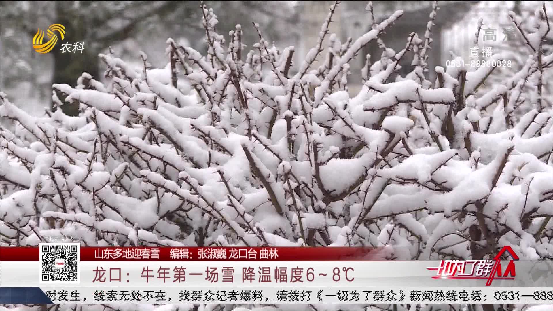 【山东多地迎春雪】龙口：牛年第一场雪 降温幅度6～8℃