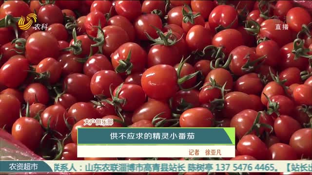【大户俱乐部】供不应求的精灵小番茄