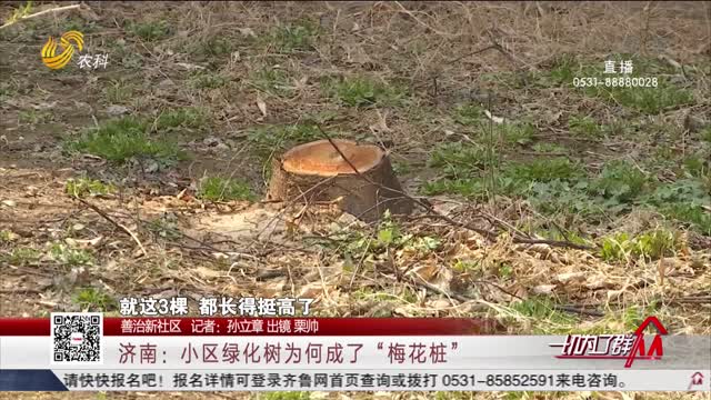 【善治新社区】济南：小区绿化树为何成了“梅花桩”