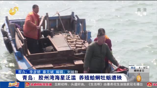 青岛：胶州湾海星泛滥 养殖蛤蜊牡蛎遭殃