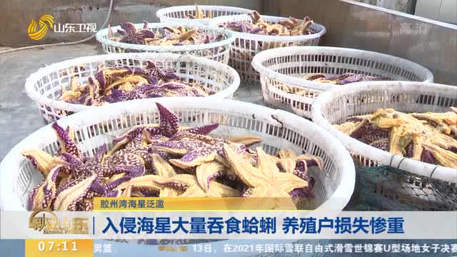 【胶州湾海星泛滥】入侵海星大量吞食蛤蜊 养殖户损失惨重