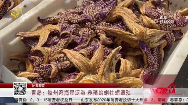 青岛：胶州湾海星泛滥 养殖蛤蜊牡蛎遭殃