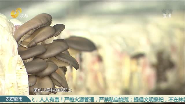 【农科大户俱乐部】变“木”为宝养平菇