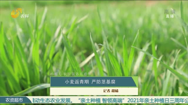 【小螺号·农技服务直通车】小麦返青期 严防茎基腐