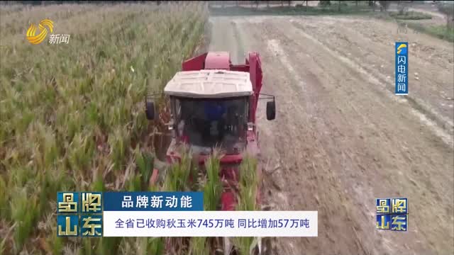 【品牌新动能】全省已收购秋玉米745万吨 同比增加57万吨