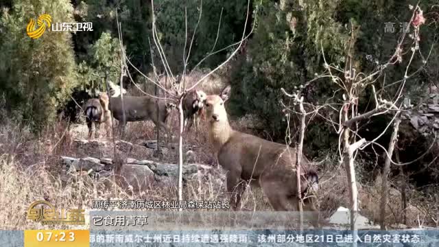 济南城区惊现十多只野生梅花鹿