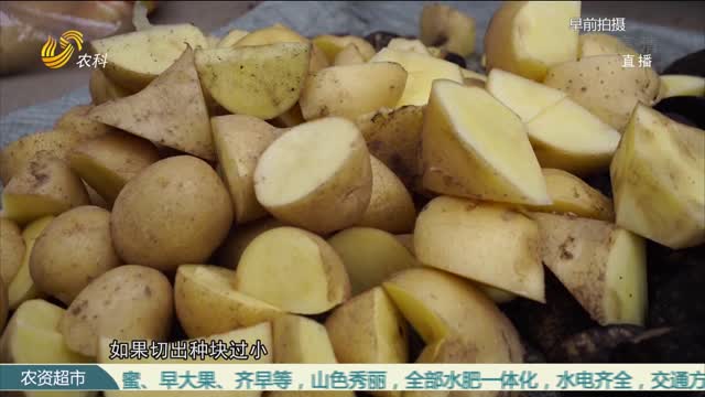 【三方赢高产 冠军示范田】科学备种 为马铃薯丰产打基础