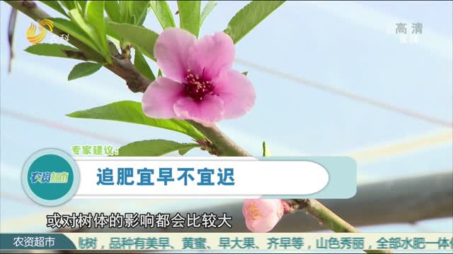 【当前农事·百家讲坛】桃树春季施肥 宜早不宜迟