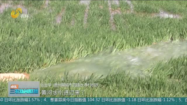 【春季农业生产】禹城：15万亩粮田“喝上”黄河水