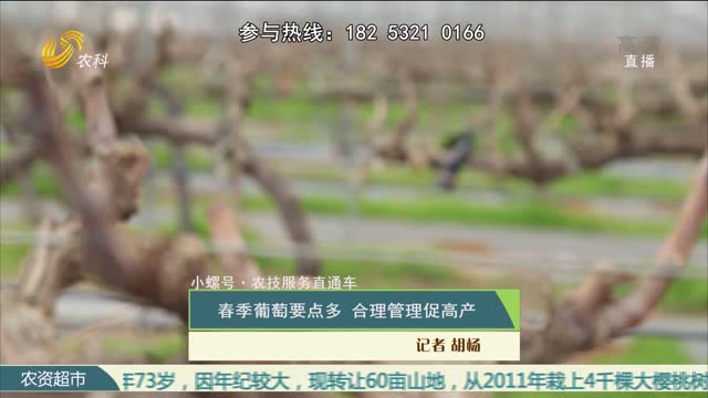【小螺号·农技服务直通车】春季葡萄要点多 合理管理促高产