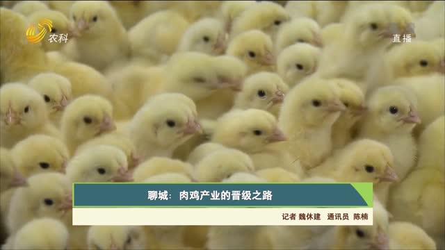 【齐鲁畜牧】聊城：肉鸡产业的晋级之路