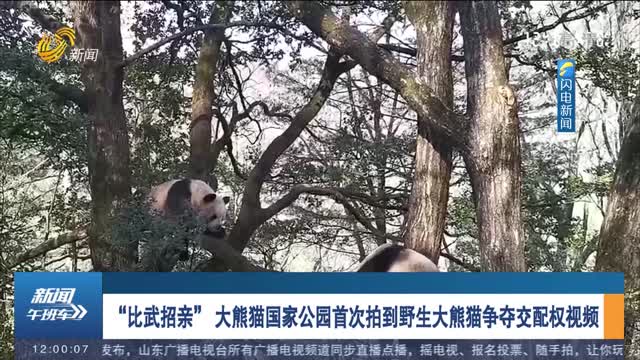 “比武招亲” 大熊猫国家公园首次拍到野生大熊猫争夺交配权视频
