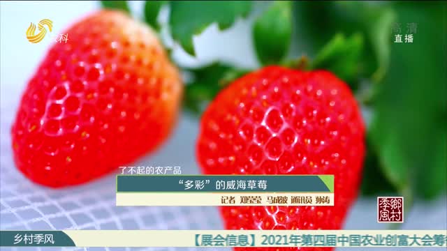 【农大腐植酸 了不起的农产品（六）】“多彩”的威海草莓