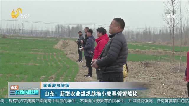 【春季麦田管理】山东：新型农业组织助推小麦春管智能化
