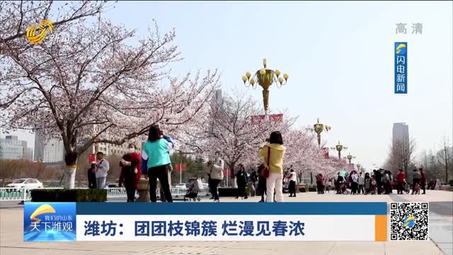 潍坊：团团枝锦簇 烂漫见春浓