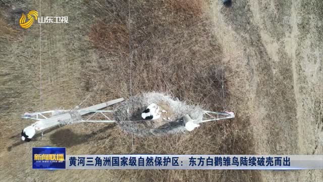 黄河三角洲国家级自然保护区：东方白鹳雏鸟陆续破壳而出