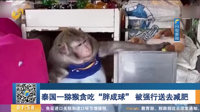 泰国一猕猴贪吃“胖成球” 被强行送去减肥