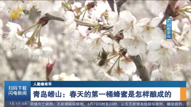 【人勤春来早】青岛崂山：春天的第一桶蜂蜜是怎样酿成的