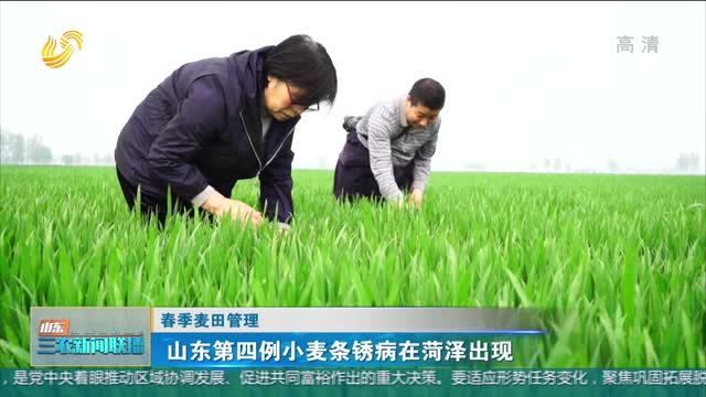 【春季麦田管理】山东第四例小麦条锈病在菏泽出现