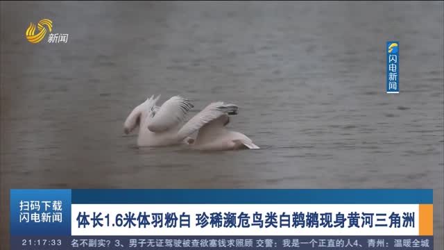 体长1.6米体羽粉白 珍稀濒危鸟类白鹈鹕现身黄河三角洲