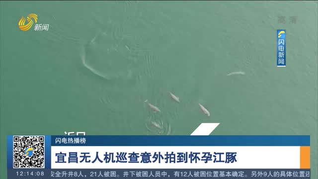 【闪电热播榜】宜昌无人机巡查意外拍到怀孕江豚