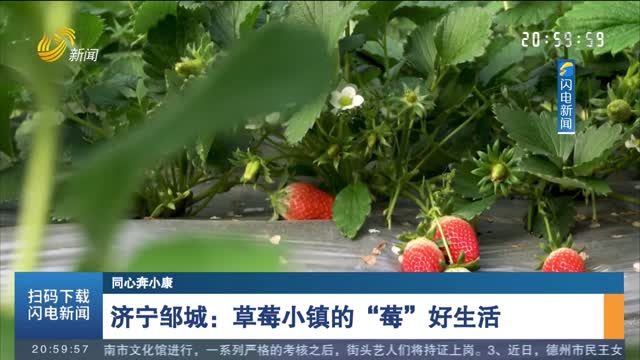 【同心奔小康】济宁邹城：草莓小镇的“莓”好生活