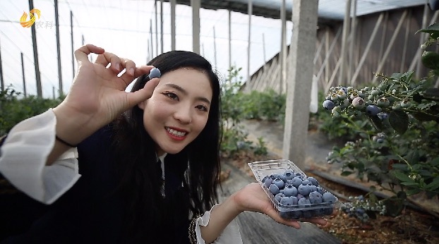 莒县蓝莓好品质