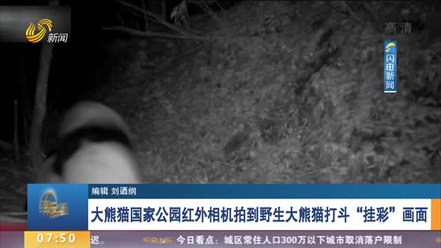 大熊猫国家公园红外相机拍到野生大熊猫打斗“挂彩”画面