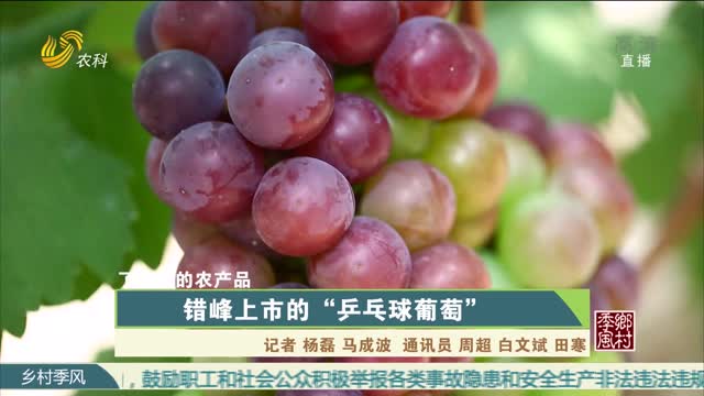 【农大腐植酸 了不起的农产品（八）】错峰上市的“乒乓球葡萄”