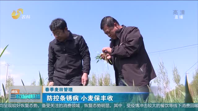 【春季麦田管理】防控条锈病 小麦保丰收