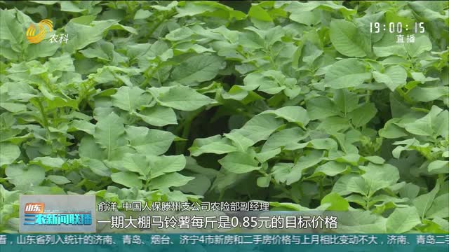 【保护农民利益】滕州：土豆买保险 收益有保障