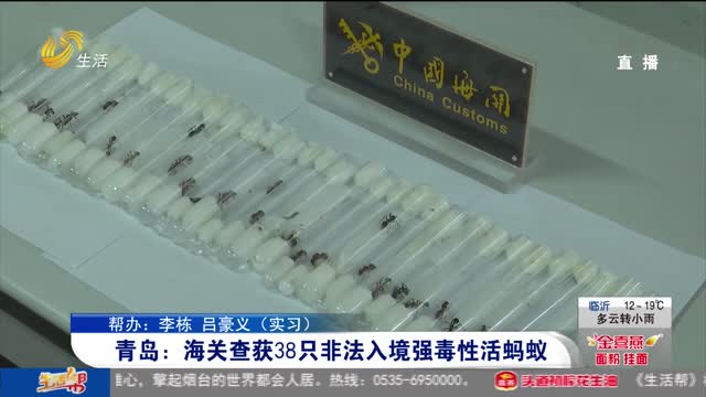 青岛：海关查获38只非法入境强毒性活蚂蚁