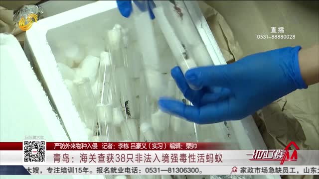 【严防外来物种入侵】青岛：海关查获38只非法入境强毒性活蚂蚁