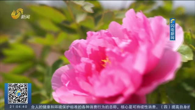 【诗画山东】聊城茌平200亩花园牡丹竞相开放